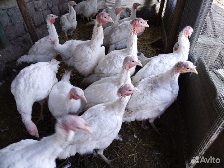 Продаются домашние индюки