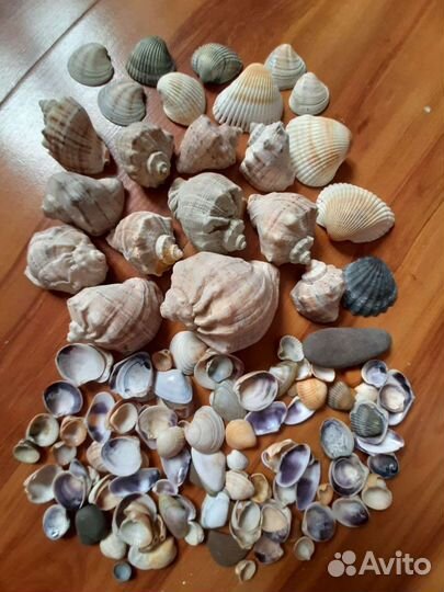 Морские ракушки
