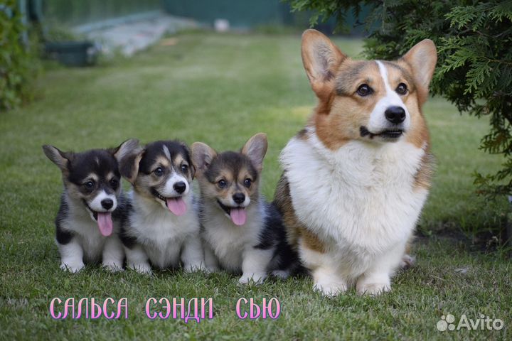 Вельш-корги пемброк