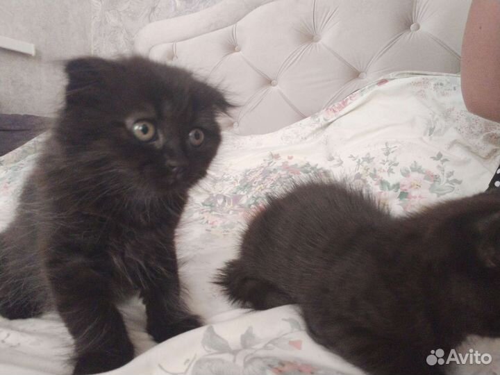 Кошка в дар бесплатно