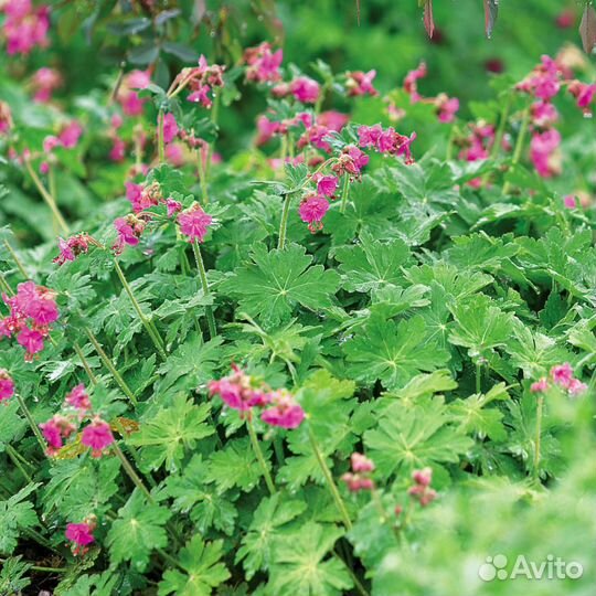 Герань садовая