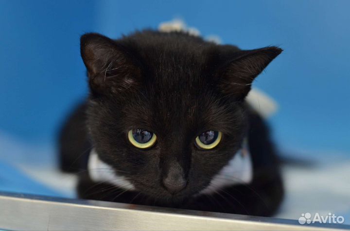 Черная кошечка ищет дом