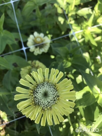 Цветы букеты с доставкой