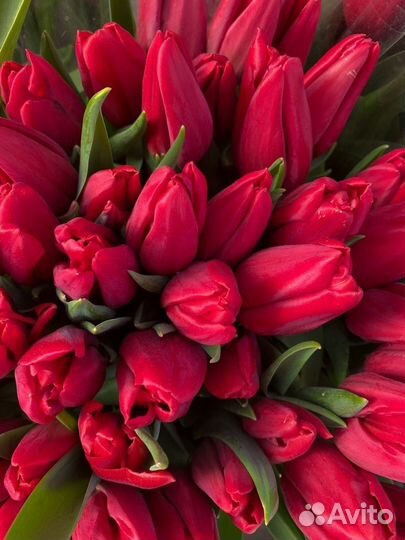 Тюльпаны к 8 марта