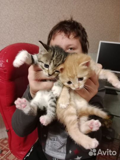 Кошка в дар бесплатно