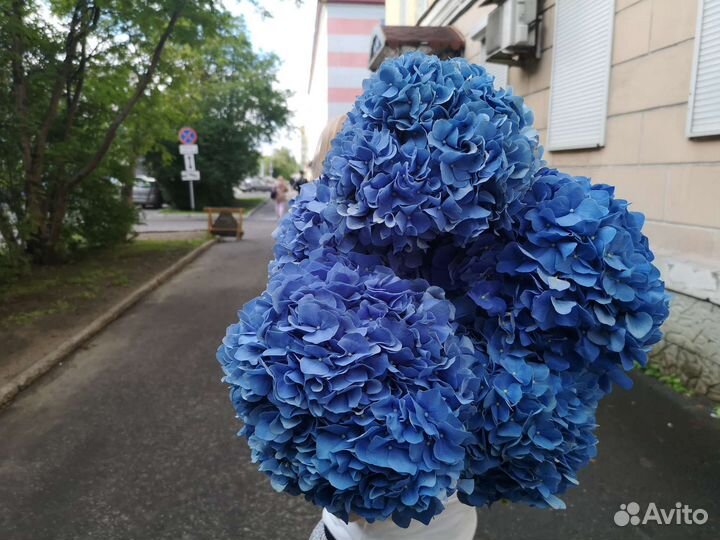 Букет цветов. Букет гортензий. Живые цветы букеты