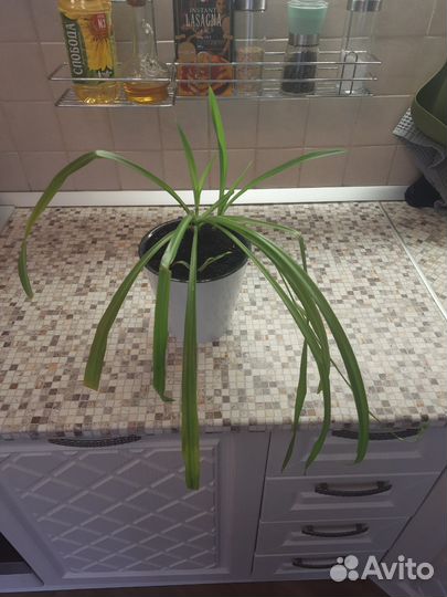 Хлорофитум в горшке
