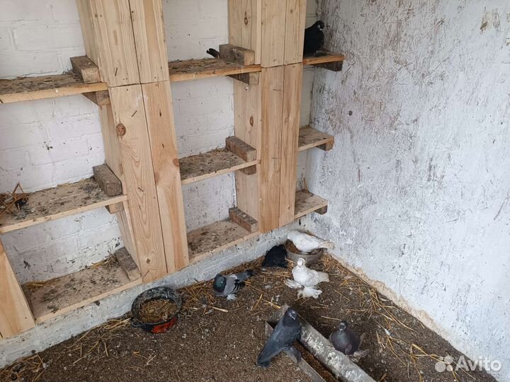 Голуби узбеки продажа