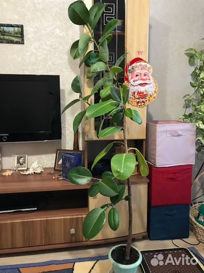 Фикус каучуконосный большой