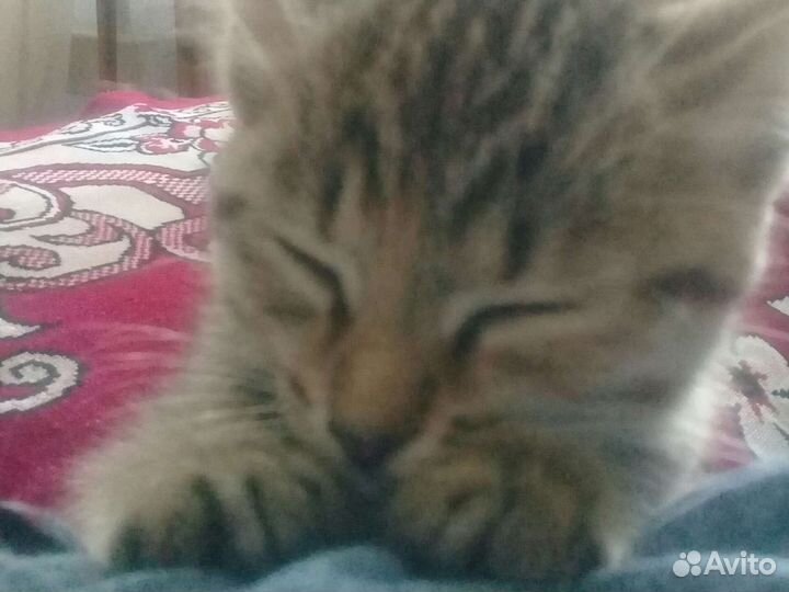 Кошечка в дар бесплатно