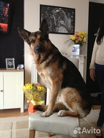 Чистокровные дрессированные овчарки немцы-щенки