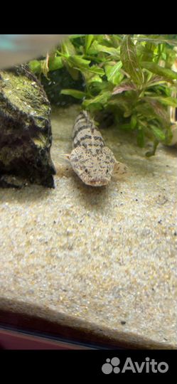 Полиптерус Эндлихера,Метиннис,сапфировый попугай