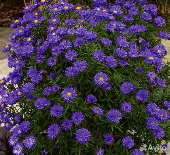 Сентябрина