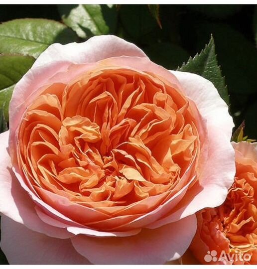 Роза Чип и Дейл