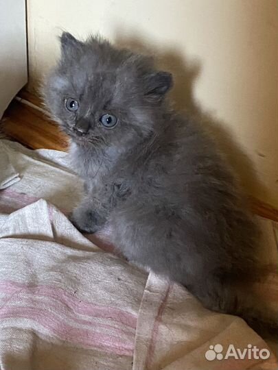 Котята от сибирской голубой