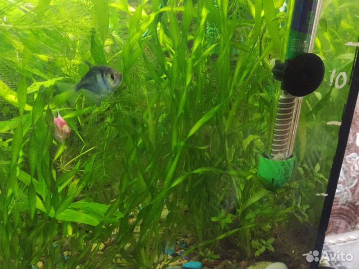 Валинсерия, гигрофила, анубиас