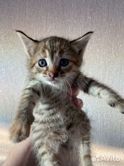 Шотландская