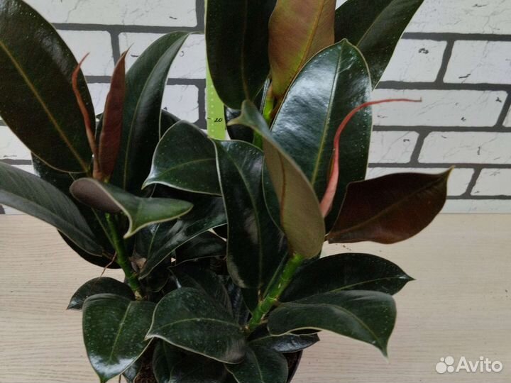 Фикус эластика