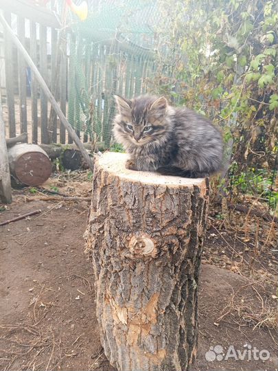 Отдадим даром в хорошие руки