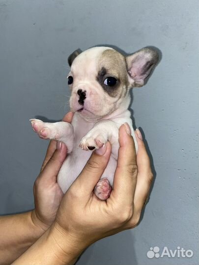 Французский бульдог щенки