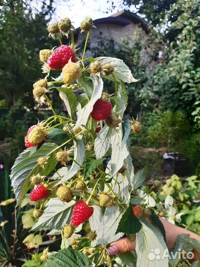 Саженцы бесшипой малины Осеннее сокровище