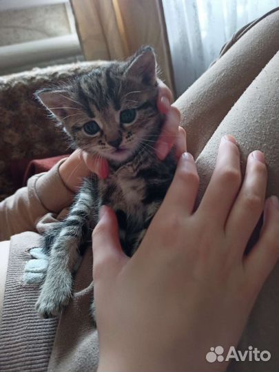 Кошки шотландцы