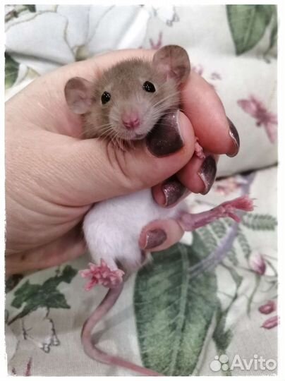 Шоколадные крысята Дамбо