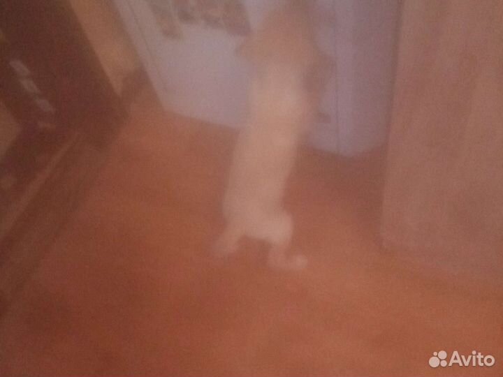 Маленькие щенки от обычной собаки