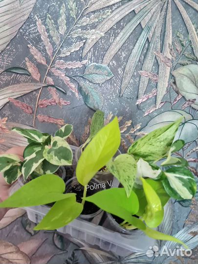 Эпипремнум 7 сортов