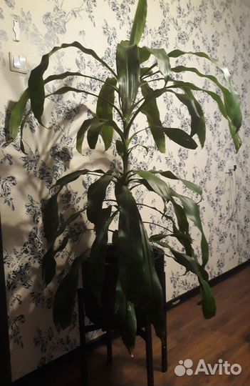 Драцена душистая