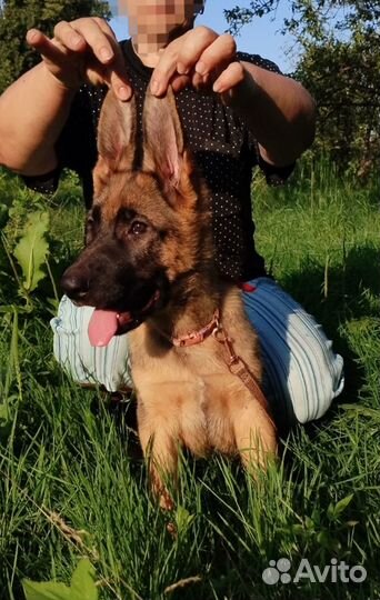 Щенок немецкой овчарки рабочего разведения