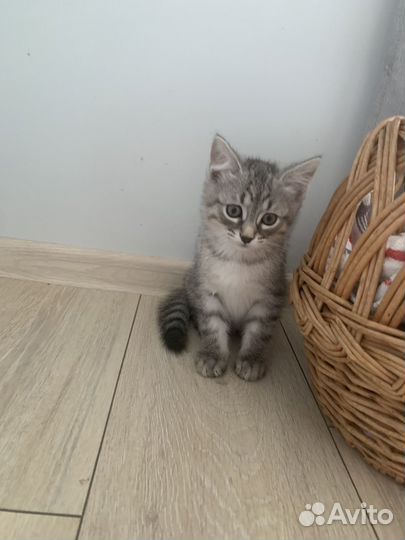 Серый полосатый котенок 2 мес.в добрые руки