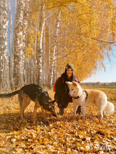 Выгул собак