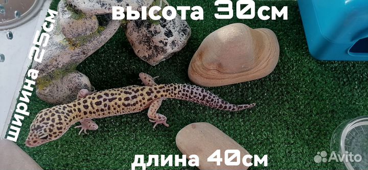 Геккон эублефар