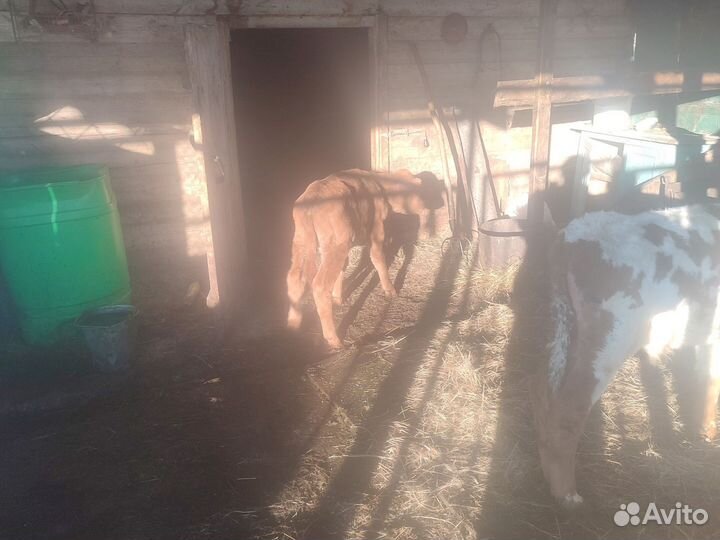 Бычки и быки