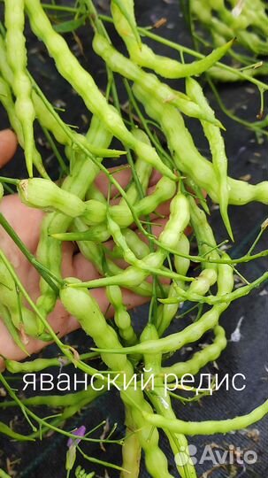 Семена кукуруза, люффа, бамия, фасоль