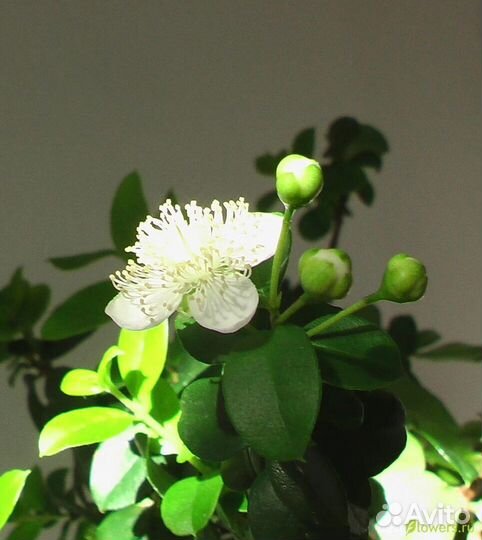 Укорененнный черенок мирта Лума