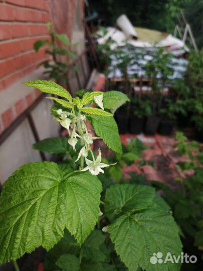 Саженцы Малины(Летняя, штамбовая, ремонтантная)