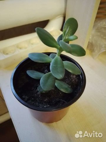 Толстянка денежное дерево