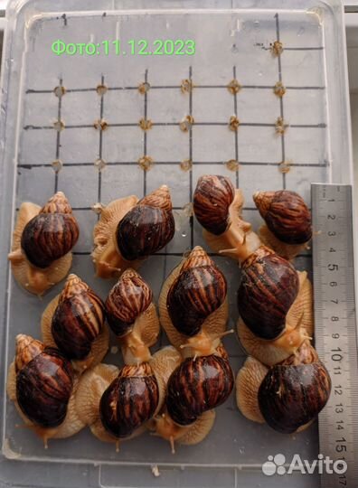 Улитки ахатины