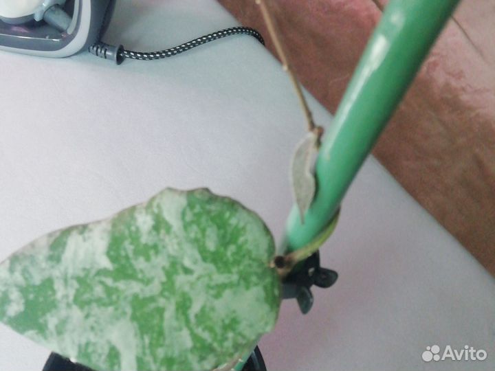 Хойя кондулата голд