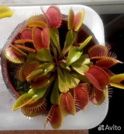 Венерина Мухоловка Dionaea Muscipula семена