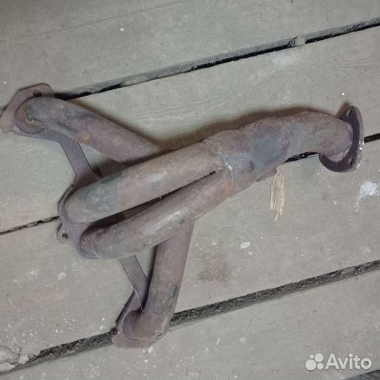 Паук на калину 1