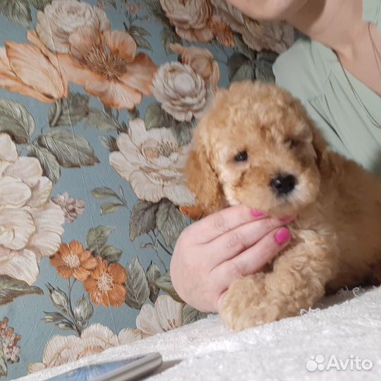 Мальтипу ф1 f1 в москве Тикап той до 22см