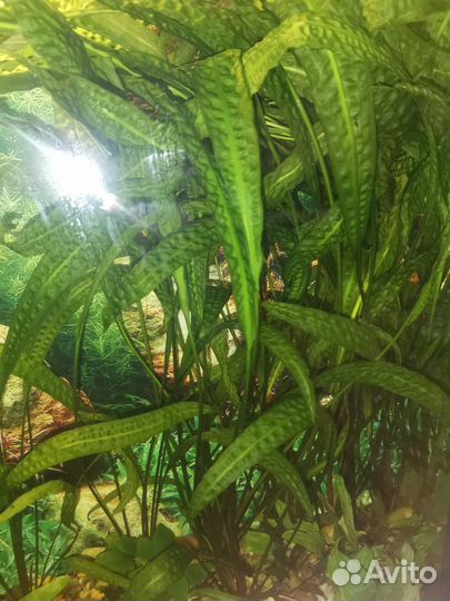 Для Аквариумистики