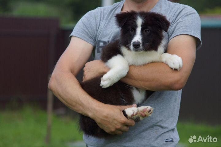 Мальчик аусси