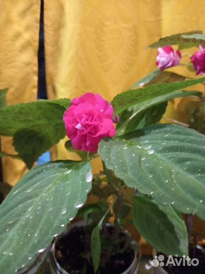 Ванька - мокрый