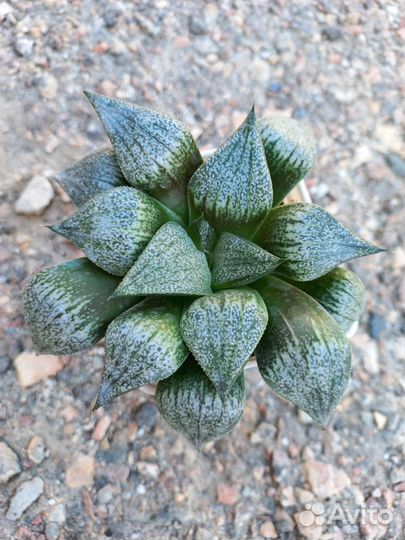 Хавортии вариегатные и редкие. Трункаты вар