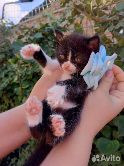 Кошечка бесплатно