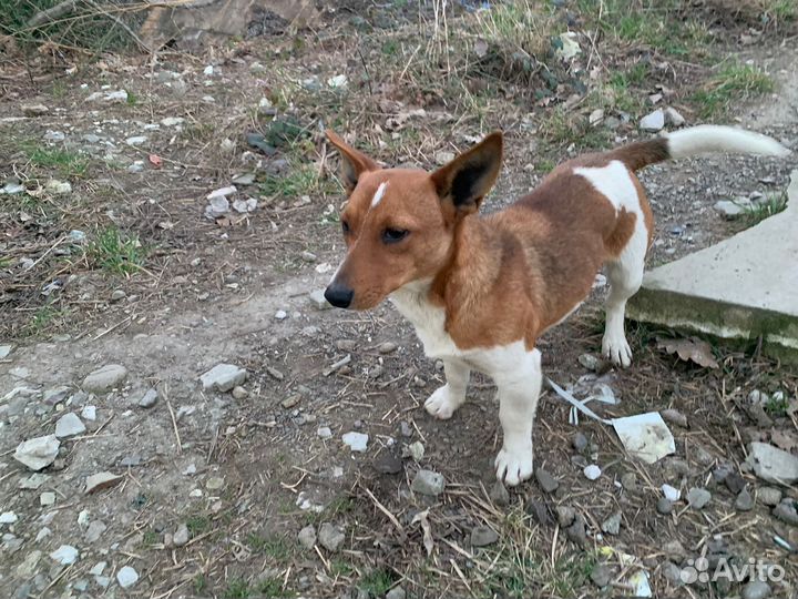 Собака в добрые руки